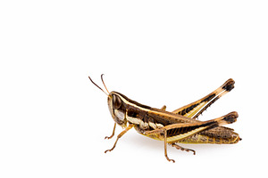 Grasshopper, an Animal Photo by THP Creative