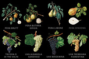 Fruit Illustrations pack 3, a Food Illustration by Padrinan (Thumbnail 3 of 5)