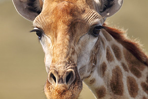 Giraffe giraffa camelopardalis containing wildlife, amakhala, and amakhala