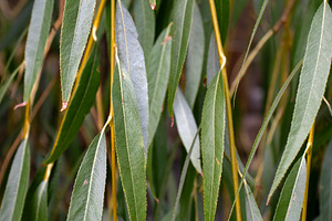A hybrid of the golden-haired willow, a Nature Photo by Schreibikus