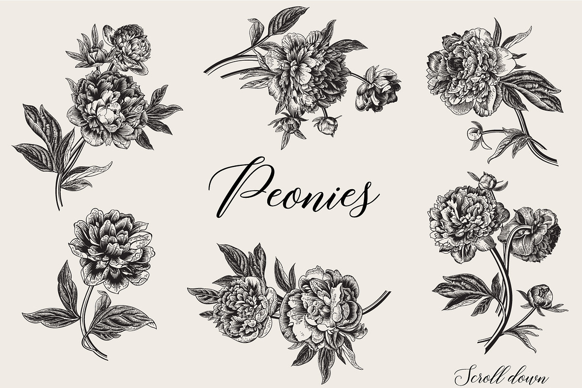Peonies. Vintage illustrations, an Illustration by olga.korneeva (Photo 9 of 9)