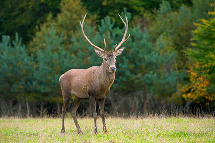 Deer containing deer, animal, and nature, an Animal Photo by Byrdyak
