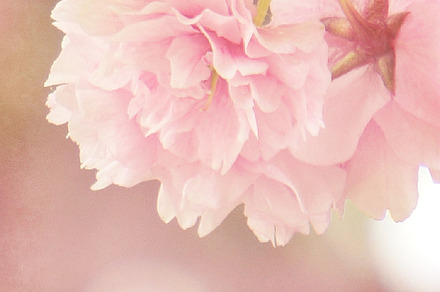 Pink Flowers I