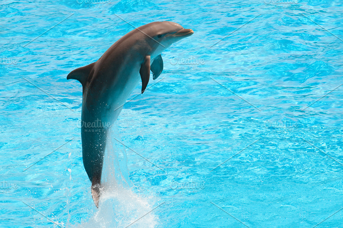 Juping Dolphin, an Animal Photo by Antonio Gravante Market (Photo 1 of 2)