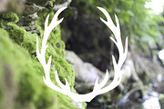 5 Forest Themed Hipster Icons, a Graphic by Typeset Design (Thumbnail 3 of 4)