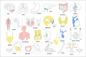 Set of images of human organs