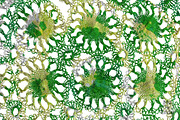 Tiedye textures, a Texture Graphic by MatildeGraphics (Thumbnail 4 of 5)