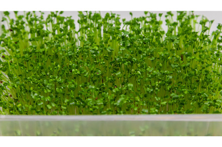 Microgreen arugula sprouts isolate, a Food & Drink Photo by yanadjana