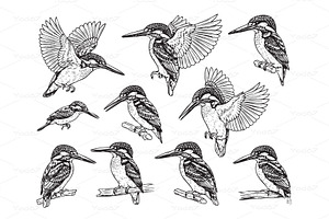 Vector set of Kingfisher birds, an Animal Illustration by yod67