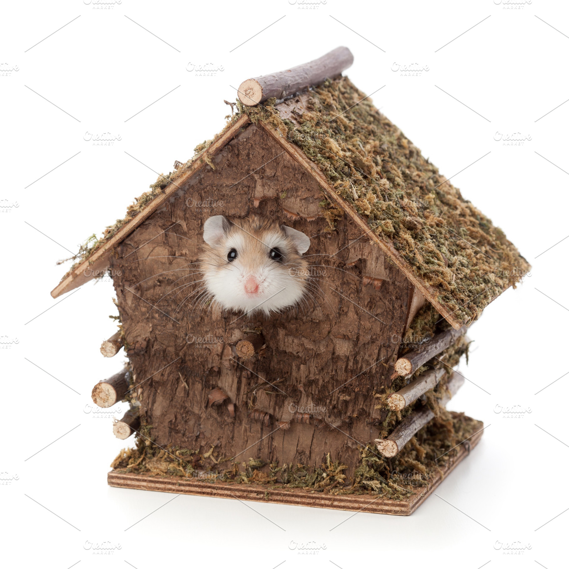 Roborovsky hamster, an Animal Photo by Ernesto Solla