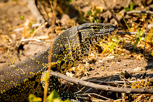 Monitor Lizard, an Animal Photo by THP Creative