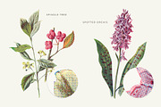 Vintage Flowers Vol.01 - Extra Large, an Illustration by Greta Ivy (Thumbnail 9 of 18)
