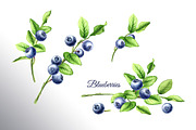 Blueberry. Watercolor collection, a Food Illustration by Daria Ustiugova (Thumbnail 9 of 25)