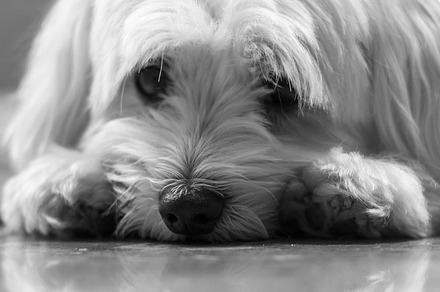 Resting Maltese Puppy