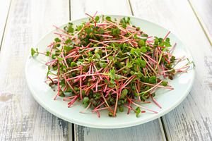 Fresh red radish microgreens on a white plate. Healthy sprout plant ingredient, a Food & Drink Photo by Eugene_Photo