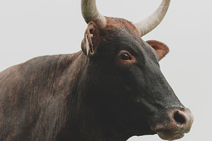 Nguni cow portrait, an Animal Photo by René Jordaan Photography