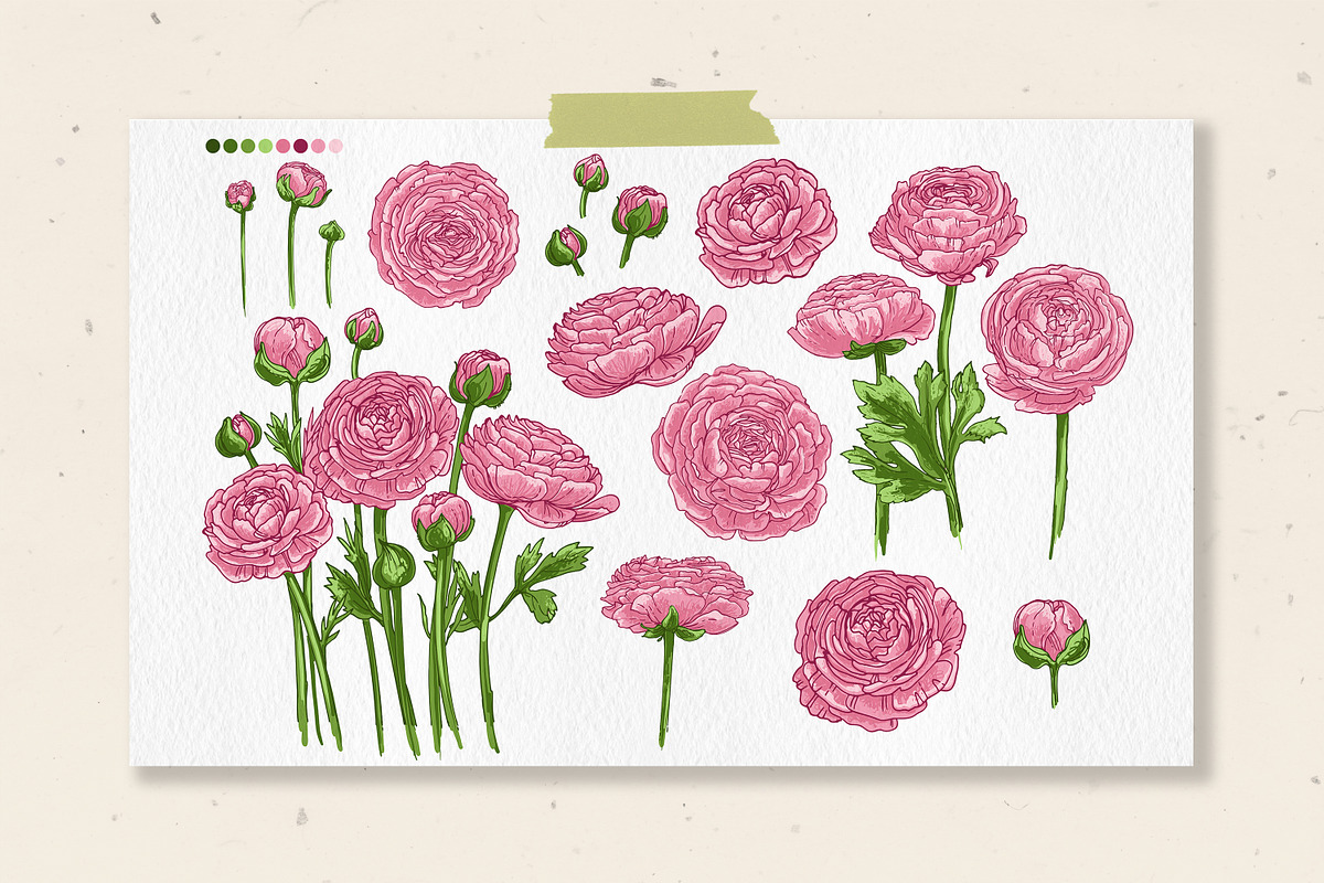 Ranunculus flowers. Buttercup Vector, a Decorative Illustration by irina.vaneeva (Photo 2 of 4)