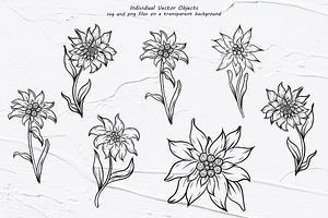 Edelweiss Line Art Clipart