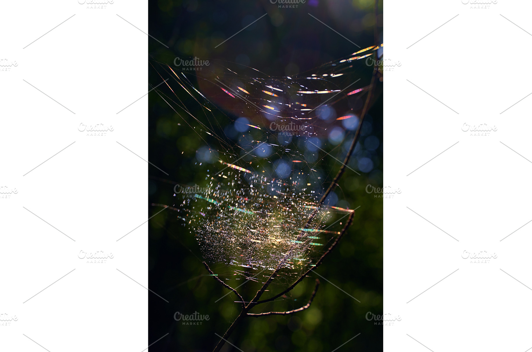 Beautiful spider cobweb in the, a Nature Photo by Oleksandr Berezko