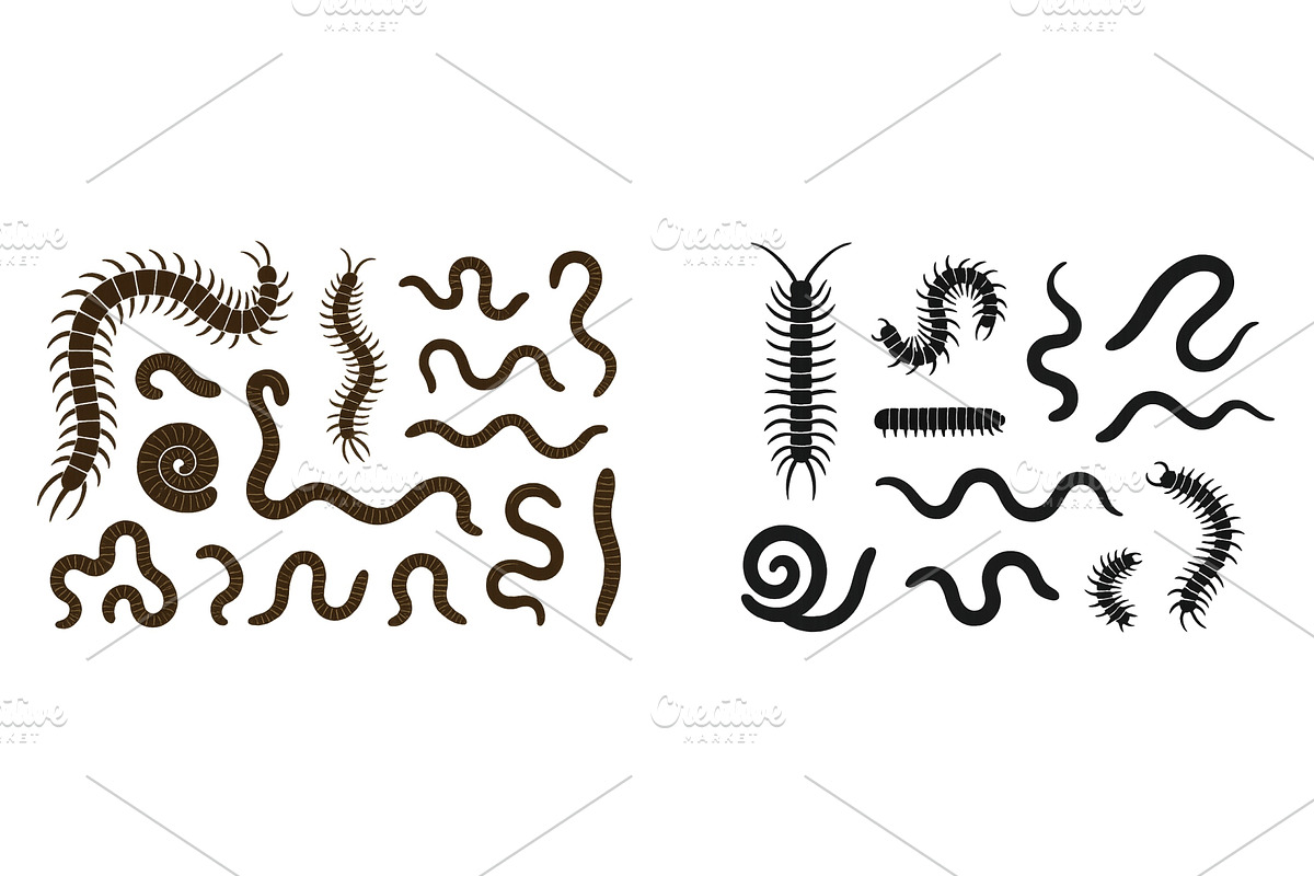 Various types of centipedes and, an Animal Illustration by ZinetroN
