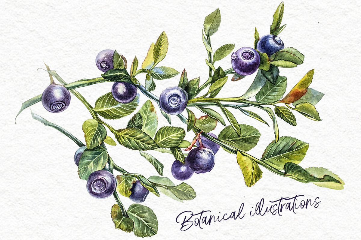 Blueberries watercolor clip art, a Food Illustration by Ann Astro (Photo 7 of 13)