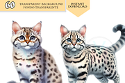 Cat Breeds PNG Bundle Cats Clipart, an Animal Illustration by VM PARTYS  BY TAIRUMA (Thumbnail 9 of 10)
