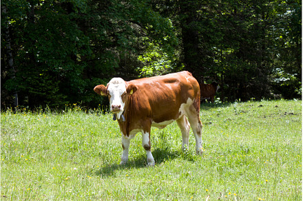 Cows grazes in lush green meadows