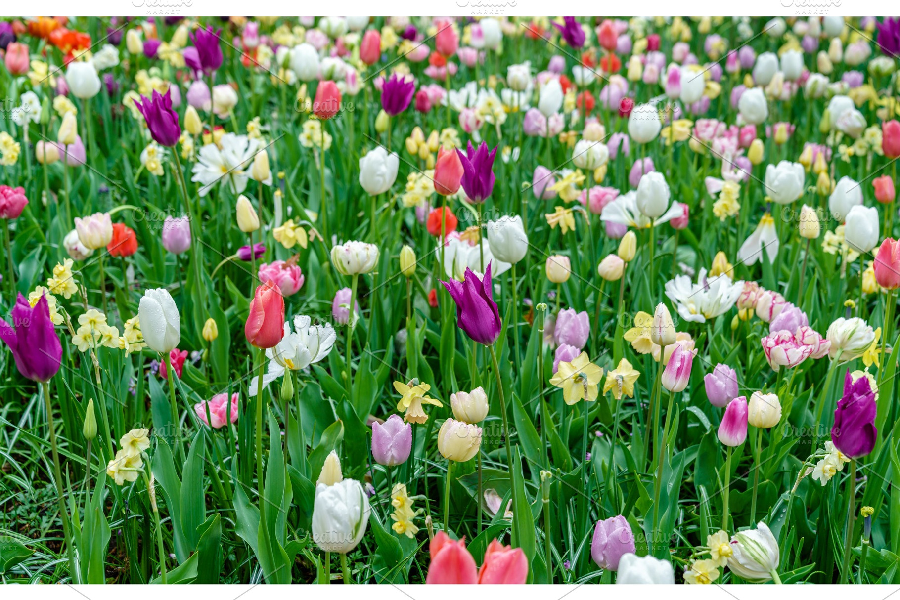 Colorful tulips at the keukenhof the netherlands featuring netherlands, a Nature Photo by Leonid Andronov