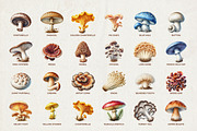 46 Watercolor Mushroom Illustrations, an Object Illustration by Riswan Ratta (Thumbnail 2 of 3)