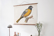 American Birds Watercolor Set, an Illustration by Malena (Thumbnail 4 of 4)