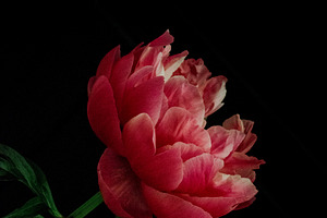 Peony in pink & black containing peony, flowers, and floral
