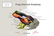 Animal Anatomy Study Pack, an Education Illustration by AnitaPol (Thumbnail 17 of 20)