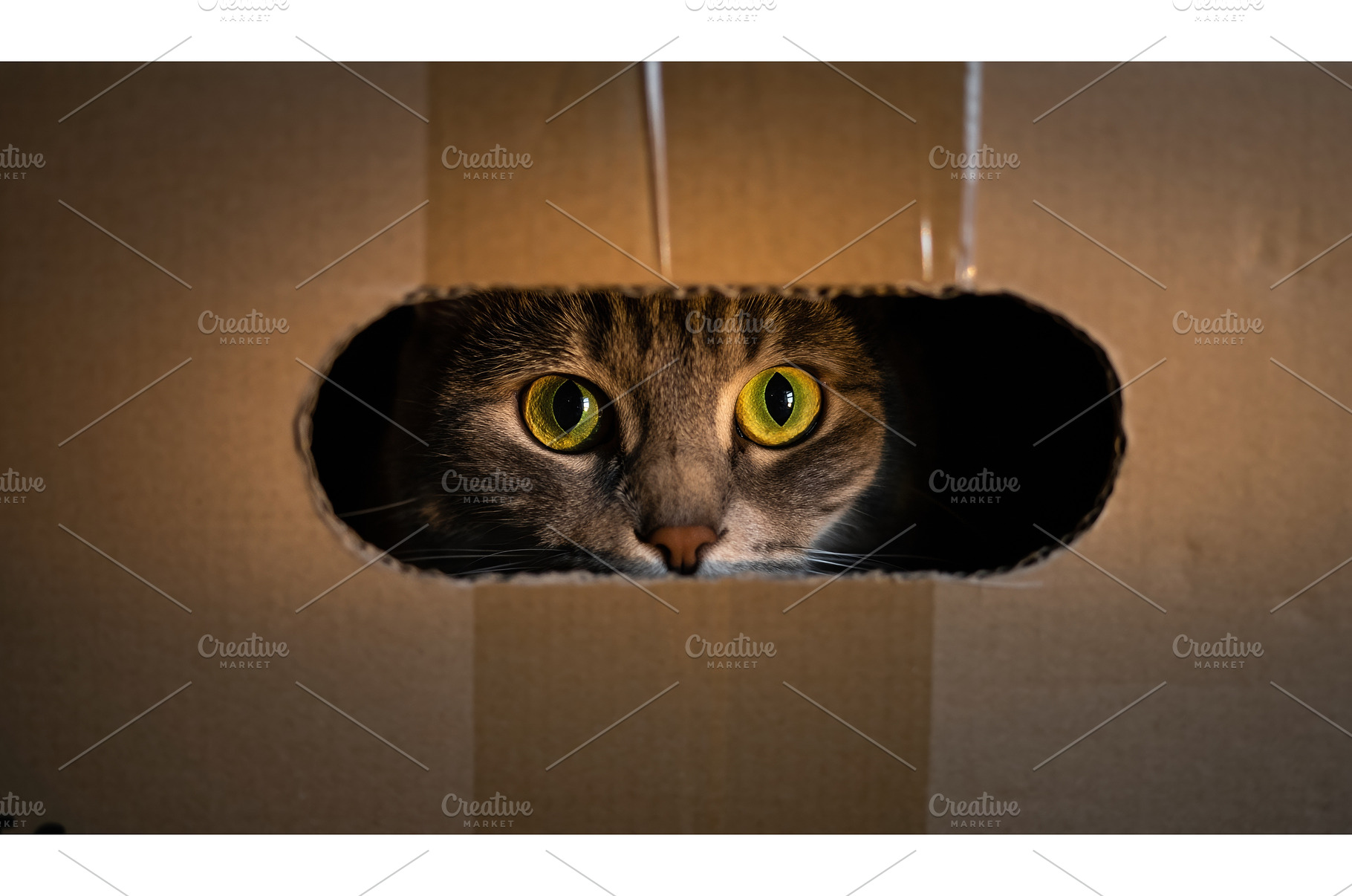 Striped cat with large yellow eyes, an Animal Photo by Igor Tichonow