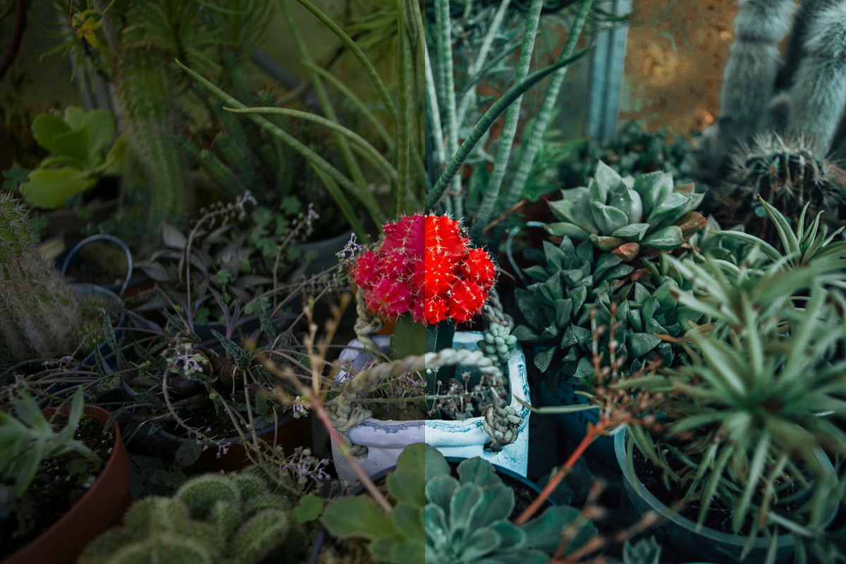 AMBER LIGHTROOM MOBILE PRESET preview 6