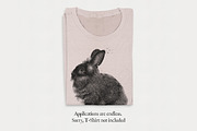 Lionhead Rabbit Illustration, a Decorative Illustration by Digital Art Downloads (Thumbnail 3 of 3)