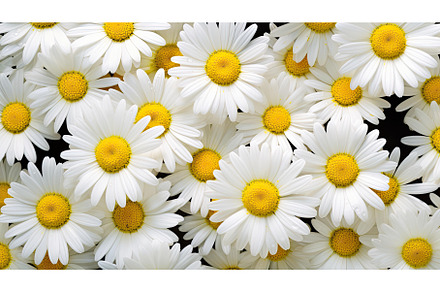 petal daisy flower background ai, a Nature Photo by pikepicture