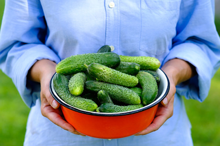 Bowl of cucumbers in farmer hands, a Food & Drink Photo by photoguns