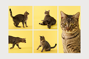 Playful Cat Studio Photo Pack, an Animal Photo by Animalistica (Thumbnail 2 of 4)