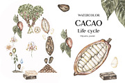 Watercolor Plant Life Cycle, an Education Illustration by MayaNavits (Thumbnail 14 of 17)