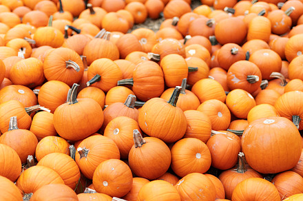 Halloween pumpkins background.