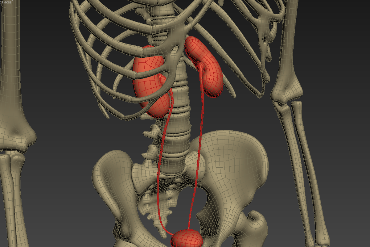 Animated internal organs, skeleton, a Characters & Person 3D Model by konstantin.ermolaev (Photo 26 of 29)