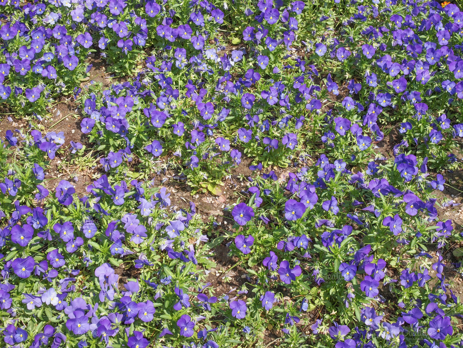 Viola Flower Containing Nature Flower And Flora