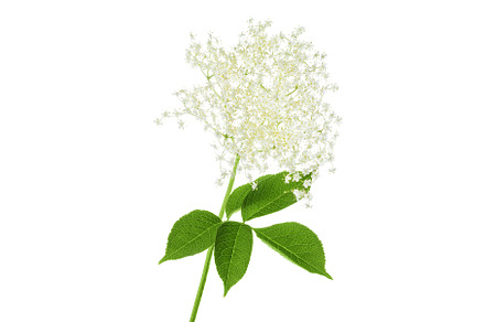 Elderberry flower or Sambucus nigra, a Nature Photo by NataPhoto