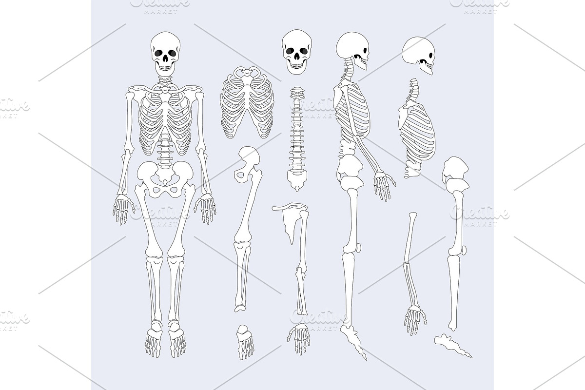 Human Skeletal System Parts Vector Illustration, a Healthcare ...