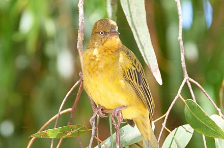 African golden weaver, a Photo by Peopleimages.com