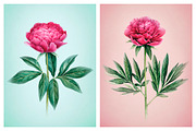 Watercolour illustrations of peonies, a Pattern Graphic by Sundra (Thumbnail 5 of 9)