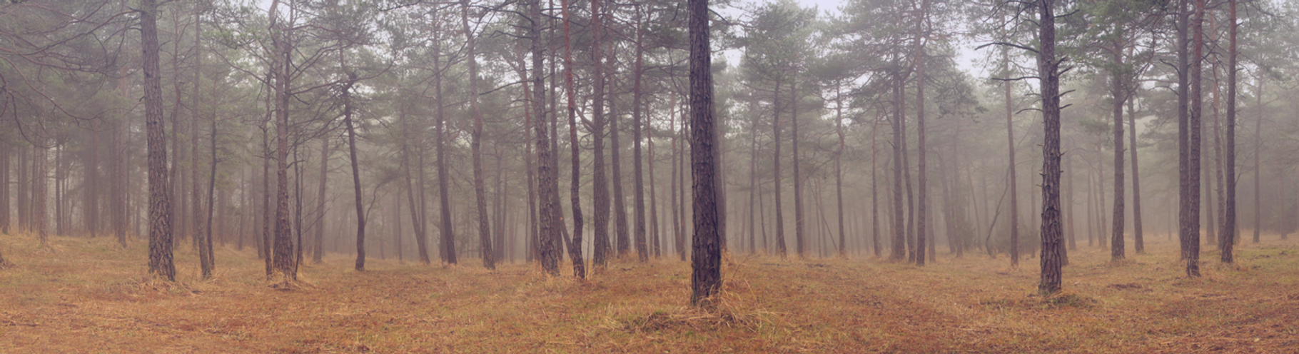 Pine Panorama