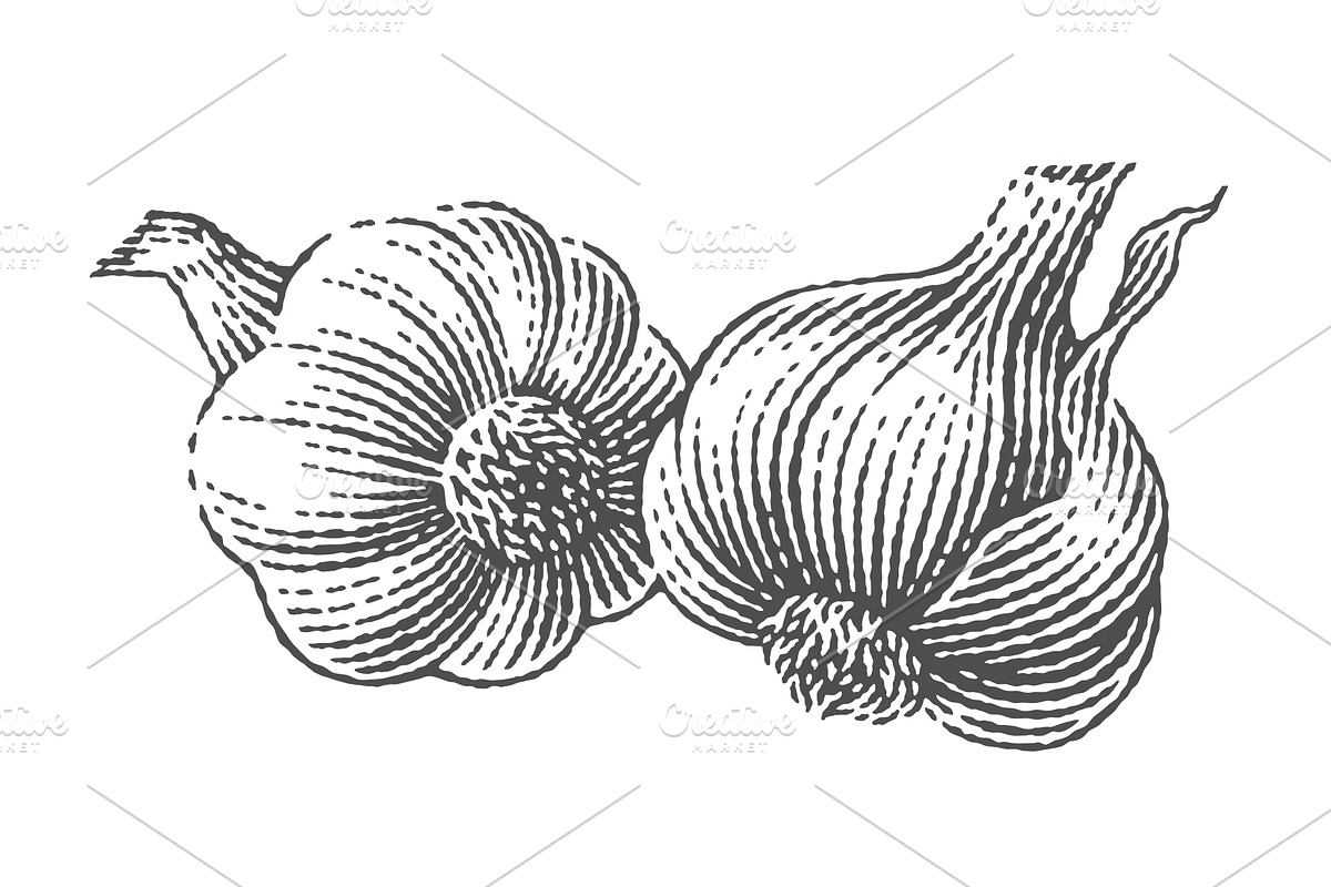 Garlic set engravings #2, a Food Illustration by Irina Trusova (Photo 4 of 6)