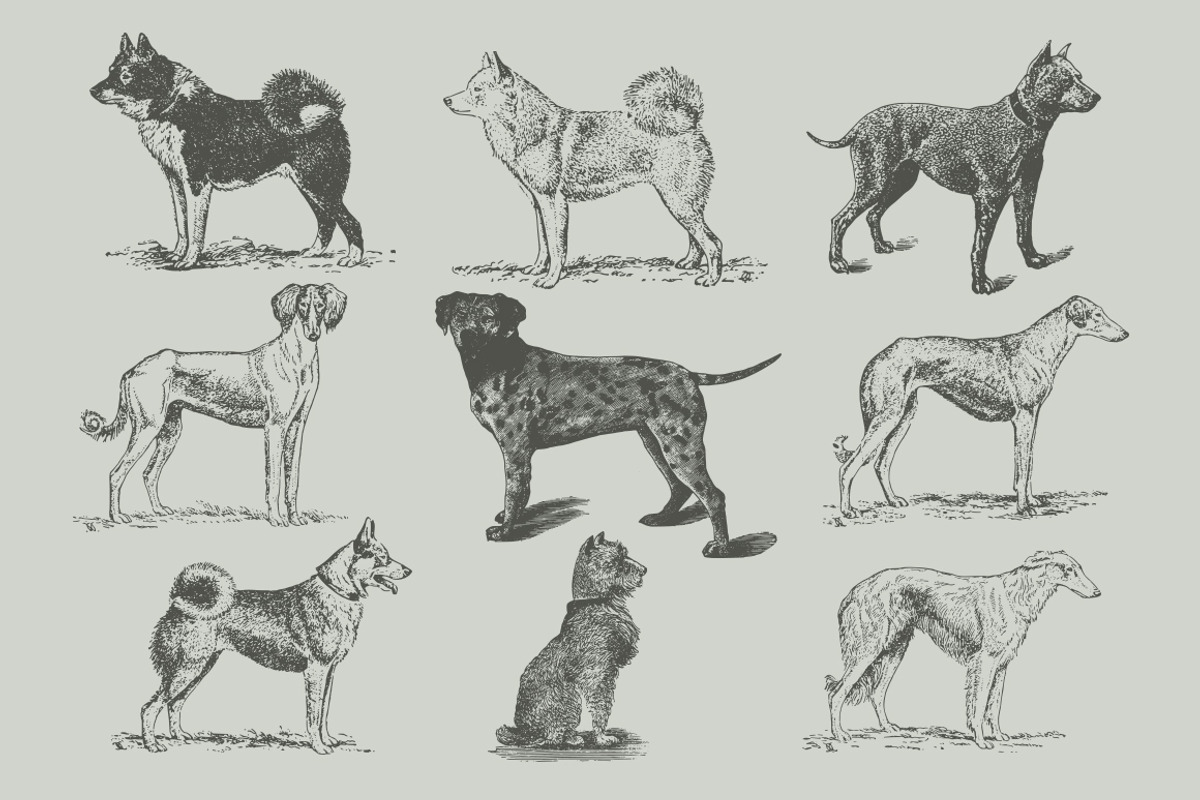 Dogs Vintage Illustrations, an Illustration by Retro Machine (Photo 11 of 25)