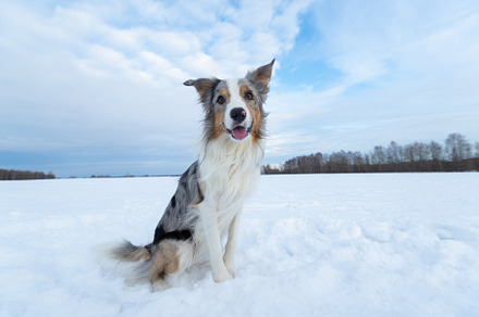 Dog border collie on a walk in winte featuring outdoor, animal, and dog, an Animal Photo by oleghz